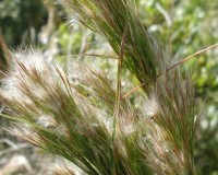 andropogon glomeratus d.jpg